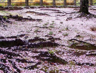 Sakura Japanese cherry blossom
