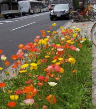 Japan flower bed