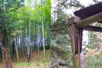 Japan bamboo