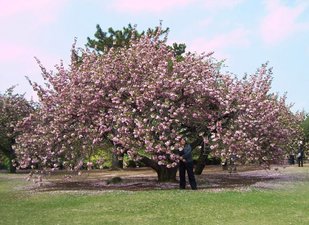 Japan cherry tree sakura